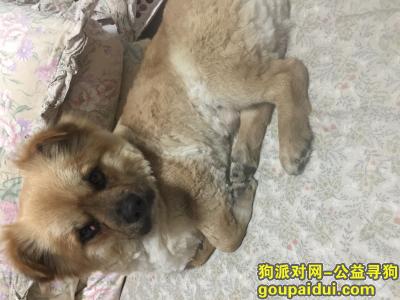 【福州找狗】，寻找狗狗名叫胖胖，黃色的毛，它是一只非常可爱的宠物狗狗，希望它早日回家，不要变成流浪狗。