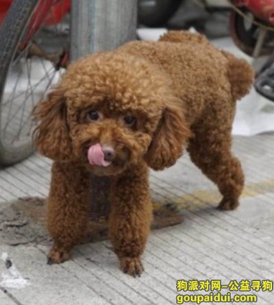 宁波寻狗启示，宁波市镇海区贵驷工业区酬谢五千元寻找棕色泰迪，它是一只非常可爱的宠物狗狗，希望它早日回家，不要变成流浪狗。