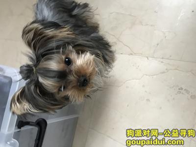 寻找约克夏，北京北五环红军军营东路附近寻找一岁母约克夏，它是一只非常可爱的宠物狗狗，希望它早日回家，不要变成流浪狗。