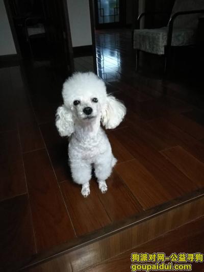 【西安找狗】，寻狗启示 白色贵宾 左脸有伤，它是一只非常可爱的宠物狗狗，希望它早日回家，不要变成流浪狗。