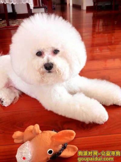 寻白色比熊，一万酬金，它是一只非常可爱的宠物狗狗，希望它早日回家，不要变成流浪狗。