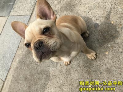 法国斗牛犬在凤城二路天地时代广场附近走失 奶油色，它是一只非常可爱的宠物狗狗，希望它早日回家，不要变成流浪狗。