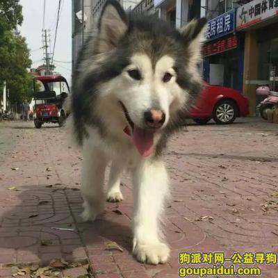 4.14南京雨花台区大定坊走失阿拉斯加，它是一只非常可爱的宠物狗狗，希望它早日回家，不要变成流浪狗。