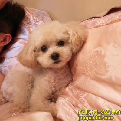 【杭州找狗】，杭州采荷环城东路附近走丢，白色迷你泰迪穿粉色小背心，它是一只非常可爱的宠物狗狗，希望它早日回家，不要变成流浪狗。