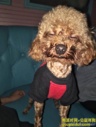 5000元寻找爱犬棕色小体泰迪，它是一只非常可爱的宠物狗狗，希望它早日回家，不要变成流浪狗。
