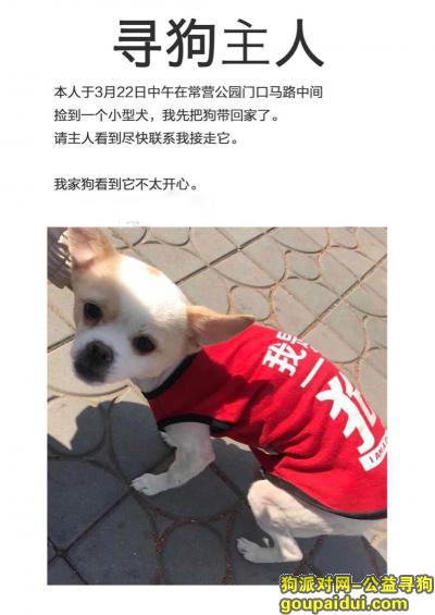 【北京捡到狗】，3月22日北京常营公园门口 捡到的一个有点像吉娃娃的狗，穿着衣服很好辨识，它是一只非常可爱的宠物狗狗，希望它早日回家，不要变成流浪狗。