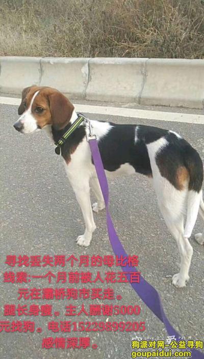 寻找灞桥狗市被卖的母比格重金，它是一只非常可爱的宠物狗狗，希望它早日回家，不要变成流浪狗。