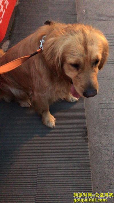 寻找金毛主人，杭州下城区德胜路绍兴路附近捡到一条公金毛！，它是一只非常可爱的宠物狗狗，希望它早日回家，不要变成流浪狗。