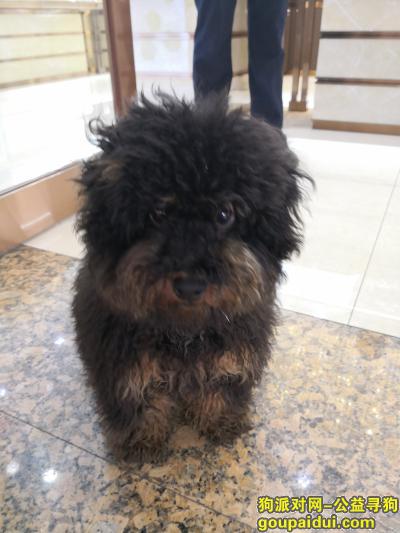 【上海捡到狗】，黑色跟棕色泰迪公狗不大5~6个月，它是一只非常可爱的宠物狗狗，希望它早日回家，不要变成流浪狗。