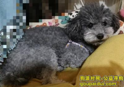 【北京找狗】，寻找爱犬 浅灰色 泰迪公狗，它是一只非常可爱的宠物狗狗，希望它早日回家，不要变成流浪狗。