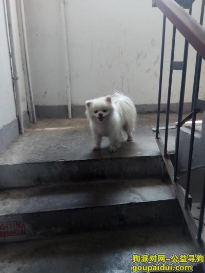 【南京找狗】，寻找狗狗，母，于4月16号走失，它是一只非常可爱的宠物狗狗，希望它早日回家，不要变成流浪狗。