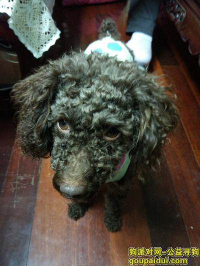 【上海找狗】，闵行区马桥镇新安菜市场丢失泰迪犬，它是一只非常可爱的宠物狗狗，希望它早日回家，不要变成流浪狗。