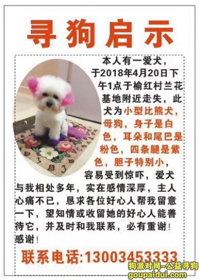三亚市吉阳区榆亚路榆红村酬谢五千元寻找比熊，它是一只非常可爱的宠物狗狗，希望它早日回家，不要变成流浪狗。