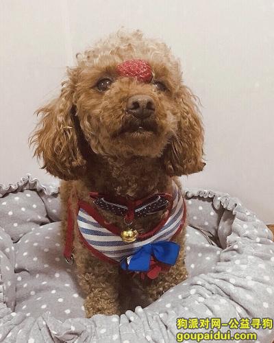 【上海找狗】，q q q，它是一只非常可爱的宠物狗狗，希望它早日回家，不要变成流浪狗。