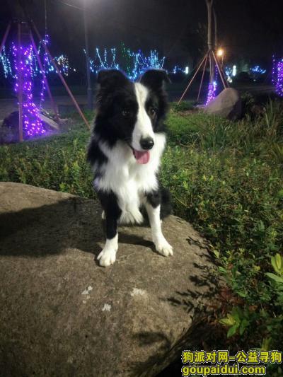 上海丢狗狗，它是一只非常可爱的宠物狗狗，希望它早日回家，不要变成流浪狗。