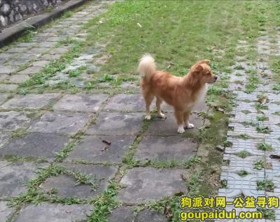 【南宁找狗】，广西南宁市江南区寻狗启示，它是一只非常可爱的宠物狗狗，希望它早日回家，不要变成流浪狗。