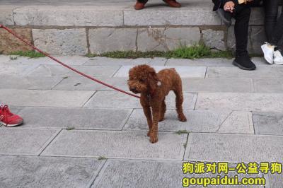 【南京找狗】，在鼓楼区汉中门附近丢失，它是一只非常可爱的宠物狗狗，希望它早日回家，不要变成流浪狗。
