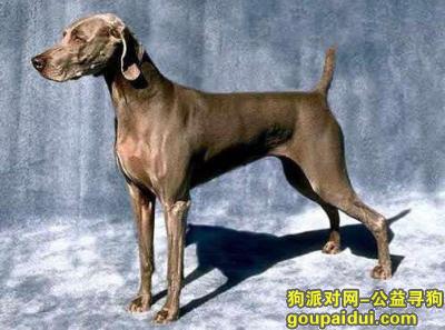 【南京捡到狗】，你家的狗狗在等你接它回家（照片为百度图片），它是一只非常可爱的宠物狗狗，希望它早日回家，不要变成流浪狗。