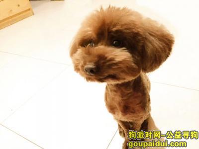 【北京找狗】，春秀路菜市场附近寻泰迪，它是一只非常可爱的宠物狗狗，希望它早日回家，不要变成流浪狗。