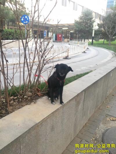 【北京找狗】，归途，小黑相信你可以找到回家的路，无论多久等你回家，它是一只非常可爱的宠物狗狗，希望它早日回家，不要变成流浪狗。