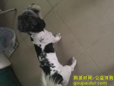 【深圳捡到狗】，帮狗狗找主人了！！！，它是一只非常可爱的宠物狗狗，希望它早日回家，不要变成流浪狗。