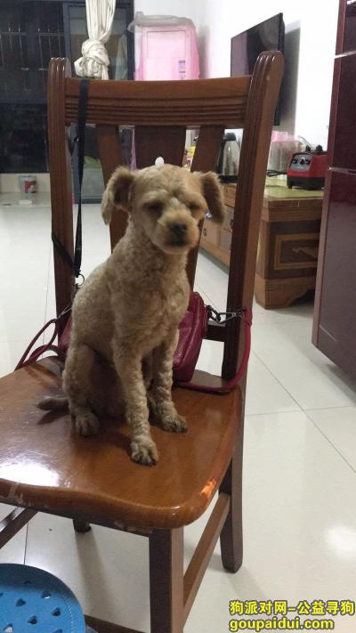 【南宁捡到狗】，4月22日在南宁市江南区星光大道捡到一只香槟色贵宾，它是一只非常可爱的宠物狗狗，希望它早日回家，不要变成流浪狗。