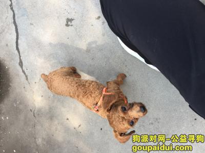【上海捡到狗】，新城寻找小泰迪主人，它是一只非常可爱的宠物狗狗，希望它早日回家，不要变成流浪狗。
