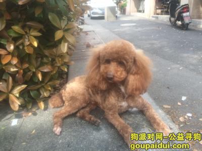 点点于4.14日在杭州走丢，雄性，忘好心人帮忙留意一下，必有重谢，它是一只非常可爱的宠物狗狗，希望它早日回家，不要变成流浪狗。