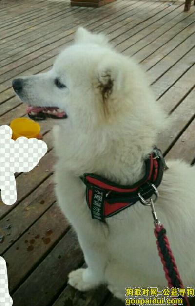 九江寻狗网，寻狗启示，拜托大家帮帮忙，它是一只非常可爱的宠物狗狗，希望它早日回家，不要变成流浪狗。