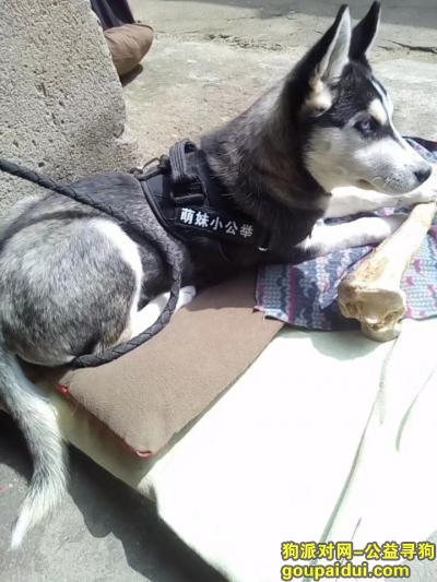 4月24日晚淮阴区西坝公园附近走丢哈士奇一只，它是一只非常可爱的宠物狗狗，希望它早日回家，不要变成流浪狗。