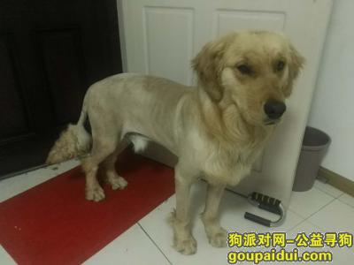 李沧区政府附近捡到一只金毛，狮子样子装扮，求认领，它是一只非常可爱的宠物狗狗，希望它早日回家，不要变成流浪狗。