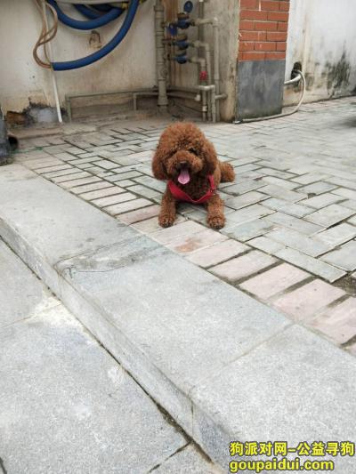 重酬寻找小泰迪（百益上河城范围丢失），它是一只非常可爱的宠物狗狗，希望它早日回家，不要变成流浪狗。