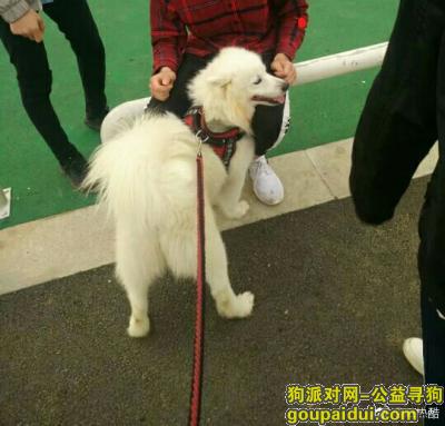 九江寻狗启示，拜托大家帮帮忙了真的是很担心，它是一只非常可爱的宠物狗狗，希望它早日回家，不要变成流浪狗。