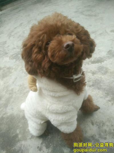 顺德区北滘镇三桂村寻深棕色泰迪，它是一只非常可爱的宠物狗狗，希望它早日回家，不要变成流浪狗。