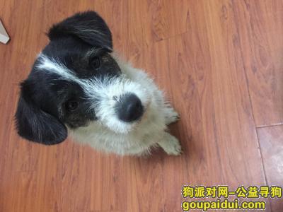 【上海找狗】，中型边牧离家未归 知情者请联系，它是一只非常可爱的宠物狗狗，希望它早日回家，不要变成流浪狗。