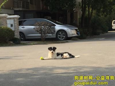 泗泾金港二期离家未归 Q2453773997，它是一只非常可爱的宠物狗狗，希望它早日回家，不要变成流浪狗。