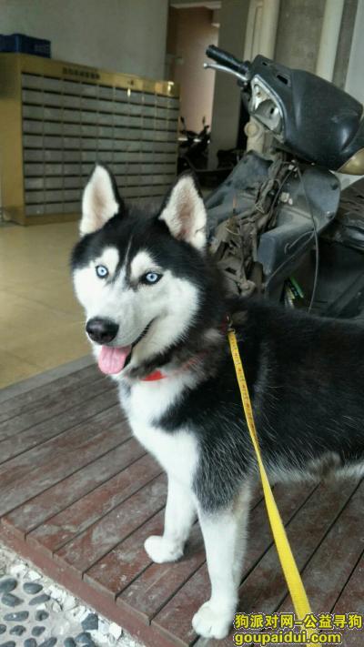 【长沙捡到狗】，4月25日零时一点左右在五一广场检到哈士奇一条，它是一只非常可爱的宠物狗狗，希望它早日回家，不要变成流浪狗。