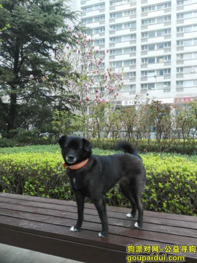 北京寻狗，小黑走丢第五天，小黑你在哪里，它是一只非常可爱的宠物狗狗，希望它早日回家，不要变成流浪狗。