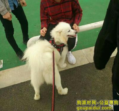 九江寻狗网，在共青城丢了第4天了，很担心它，请大家多留意，它是一只非常可爱的宠物狗狗，希望它早日回家，不要变成流浪狗。