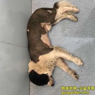 【深圳找狗】，上梅林边牧哈利找到了，它是一只非常可爱的宠物狗狗，希望它早日回家，不要变成流浪狗。