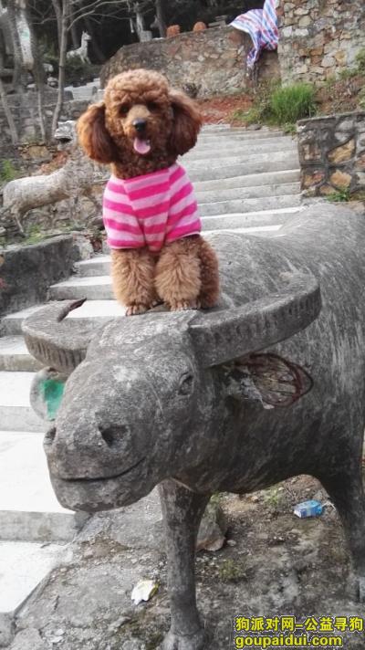 【武汉找狗】，武汉市江夏区纸坊武昌大道一道口寻找黄色泰迪，它是一只非常可爱的宠物狗狗，希望它早日回家，不要变成流浪狗。