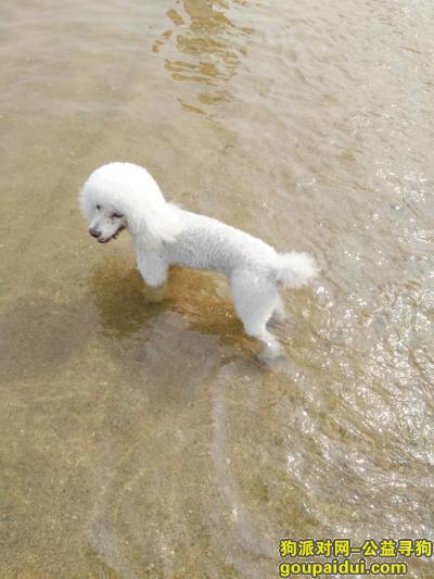 寻找白色贵宾狗，4月26后走失，失主非常想念，它是一只非常可爱的宠物狗狗，希望它早日回家，不要变成流浪狗。