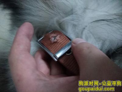 【广州捡到狗】，白云区 石井 庆丰3路 捡到阿拉斯加，它是一只非常可爱的宠物狗狗，希望它早日回家，不要变成流浪狗。