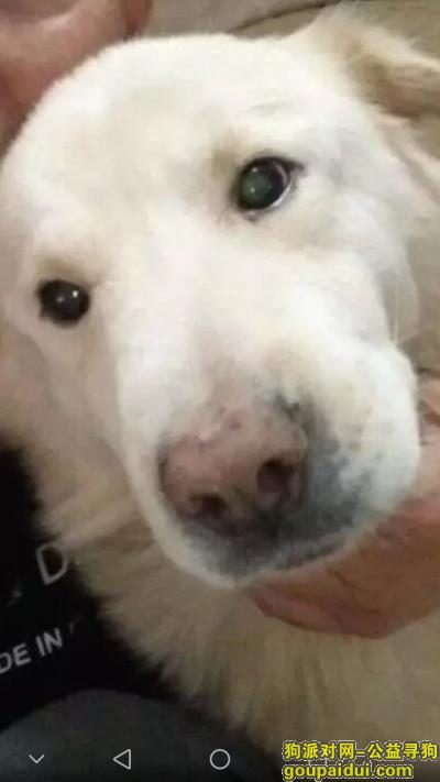 南京丢狗，寻狗养了十三年的爱犬丢失了，它是一只非常可爱的宠物狗狗，希望它早日回家，不要变成流浪狗。