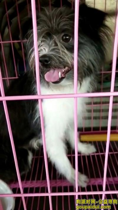 泰安寻狗，黑白毛中型犬在岱岳区阳光家电中心走丢，它是一只非常可爱的宠物狗狗，希望它早日回家，不要变成流浪狗。