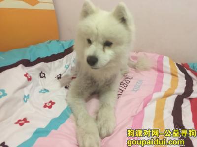【重庆捡到狗】，沙坪坝 公萨摩耶 寻找其主人，它是一只非常可爱的宠物狗狗，希望它早日回家，不要变成流浪狗。