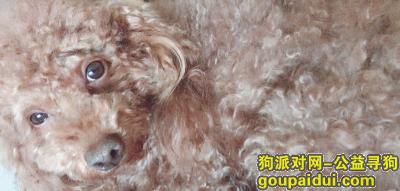 【北京找狗】，棕色泰迪中等个头十五斤左右，它是一只非常可爱的宠物狗狗，希望它早日回家，不要变成流浪狗。