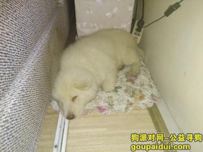 【贵阳捡到狗】，在南岳路捡到一只白色貌似是串的萨摩耶，它是一只非常可爱的宠物狗狗，希望它早日回家，不要变成流浪狗。
