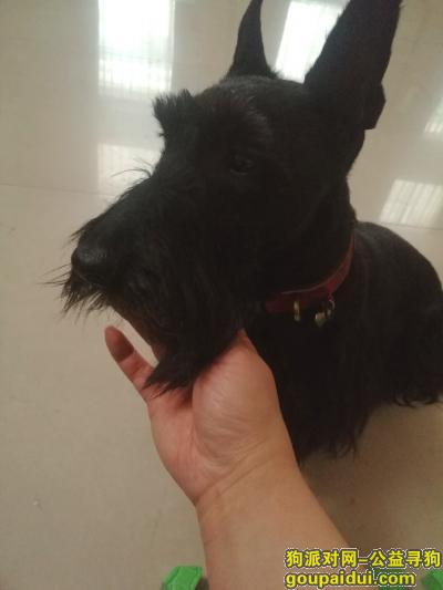 找黑色短腿苏格兰梗母狗，它是一只非常可爱的宠物狗狗，希望它早日回家，不要变成流浪狗。