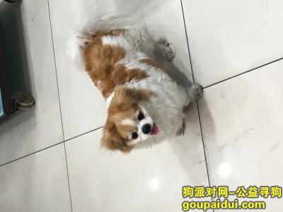 【上海找狗】，上海淮海中路見走失一隻北京狗，它是一只非常可爱的宠物狗狗，希望它早日回家，不要变成流浪狗。